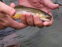 fishing &raquo; trout